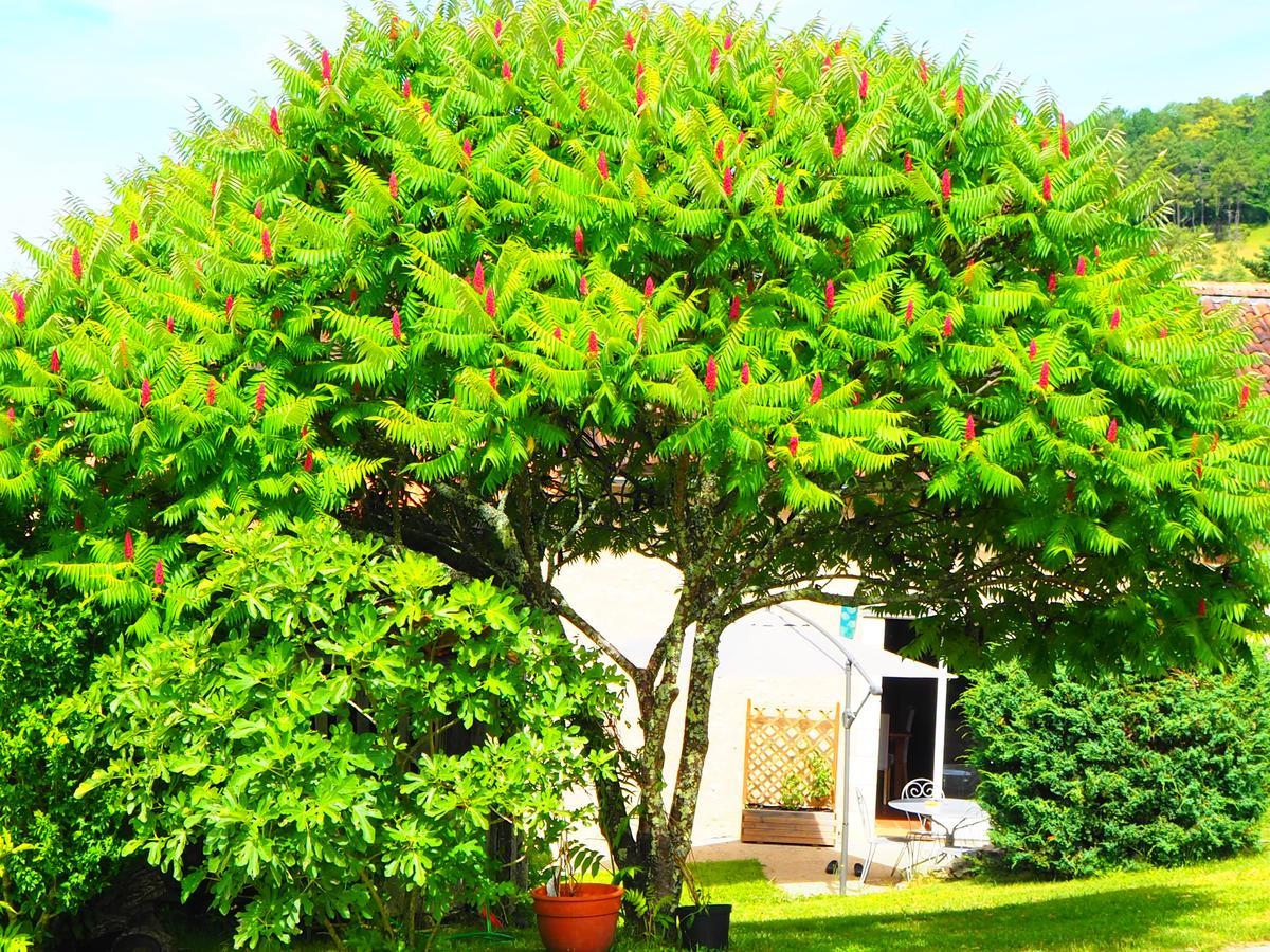 Grignols  La Belle Verte מראה חיצוני תמונה